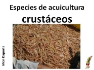 Especies de acuicultura. Crustáceos.